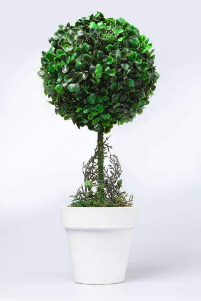 istock Small ornamental shrub in white pot  isolated on white. 926677892