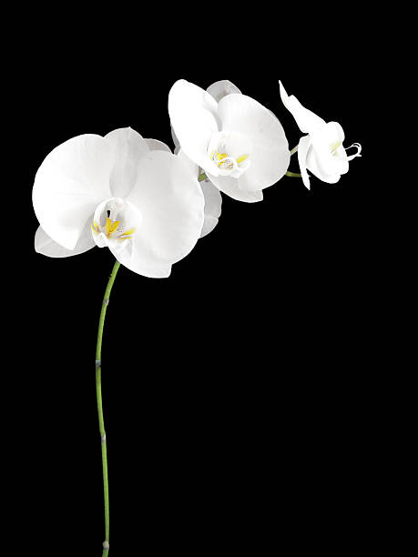 Orchidee bianche su nero - foto stock