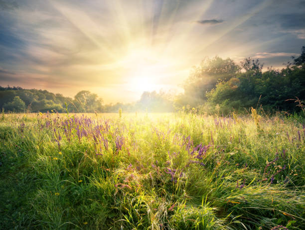 prado con flores silvestres bajo el sol brillante - landscape sky field meadow fotografías e imágenes de stock