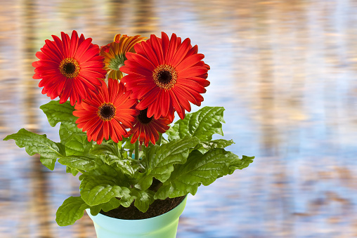 Common zinnia