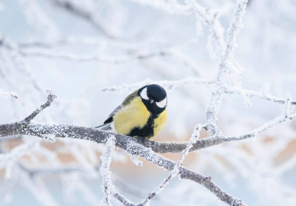 istock curious little bird the blue tit sitting among the tree branches covered with cold snow flakes and crystals of frost in the bright white winter Park 926681862