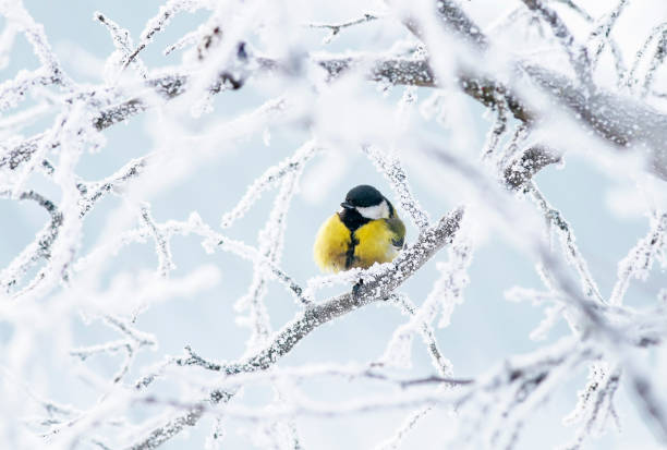 istock cute little chickadee bird sitting among the tree branches covered with cold snow flakes and crystals of frost 926681866