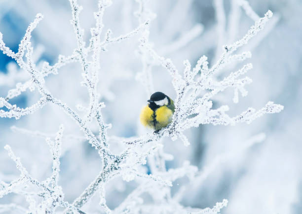 istock cute little chickadee bird sitting among the tree branches covered with cold snow flakes and crystals of frost 926681878