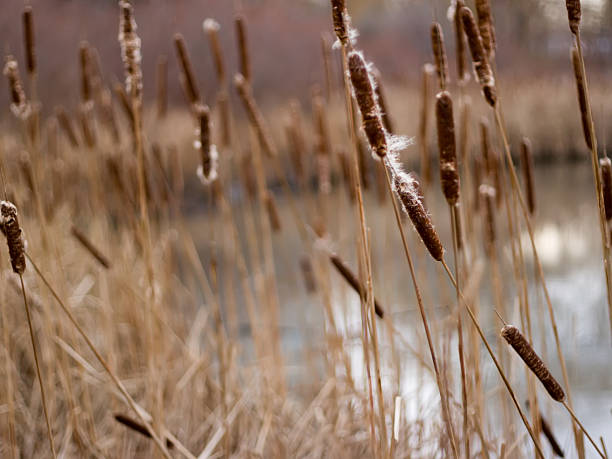 Automne Reeds - Photo