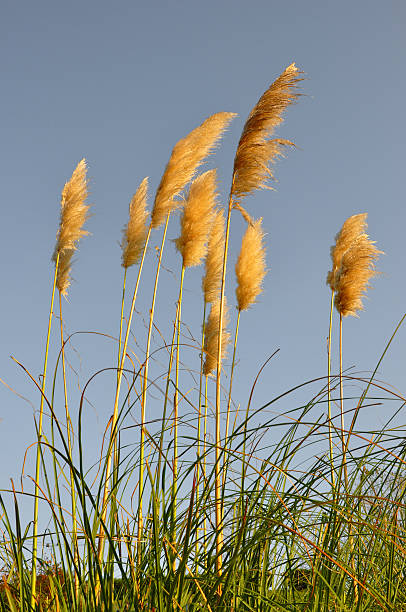 istock dry stalks of grass 92668365