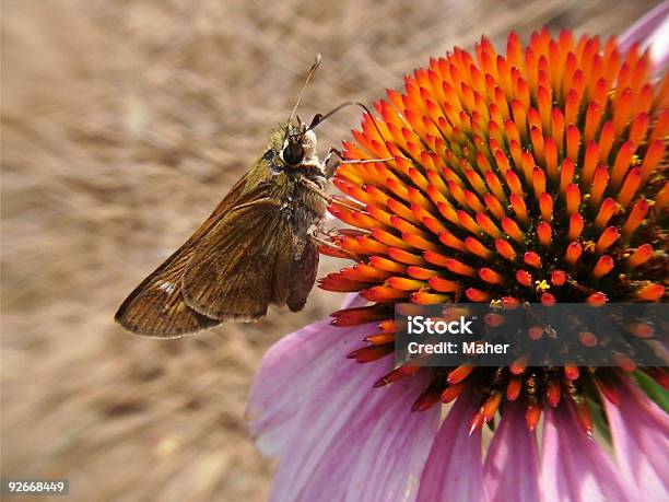 나비 장소에서 아이리스입니다 대한 0명에 대한 스톡 사진 및 기타 이미지 - 0명, 갈색, 곤충