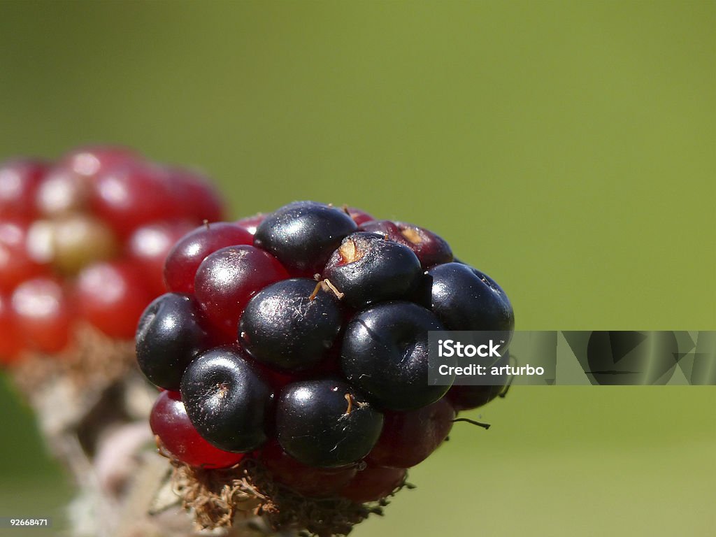 Malina i blackberry - Zbiór zdjęć royalty-free (Bez ludzi)