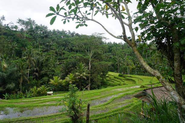 istock Jungle view very green Rice field Bali with clouds and palm trees 926685084