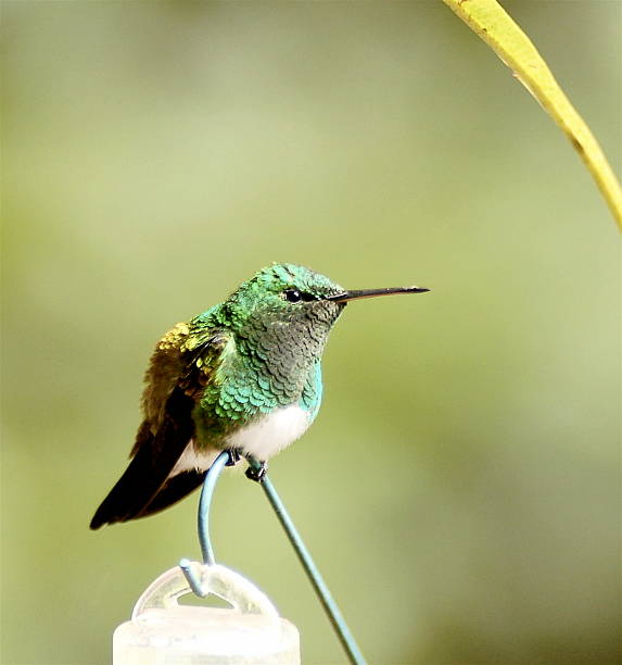 istock Snowy-bellied Humingbird 92668553