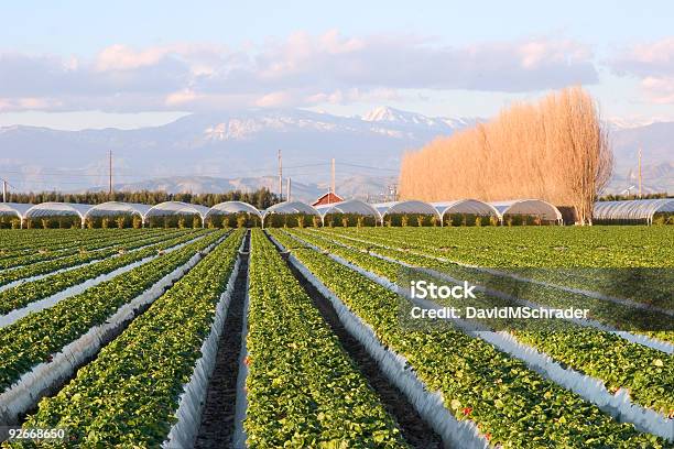 Fresa Farm Foto de stock y más banco de imágenes de California - California, Oxnard, Cultivo