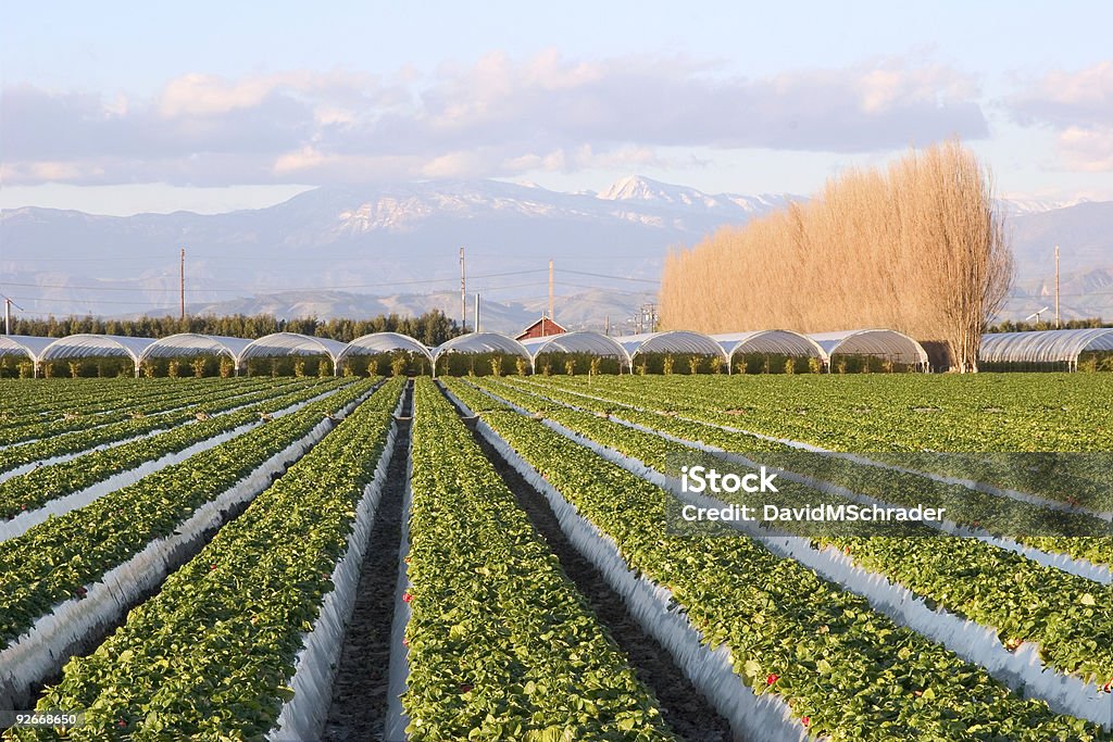 Клубничный ферма - Стоковые фото Калифорния роялти-фри
