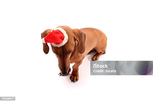 Weihnachten Hund Suchen Sie Unten Stockfoto und mehr Bilder von Dackel - Dackel, Dezember, Farbbild