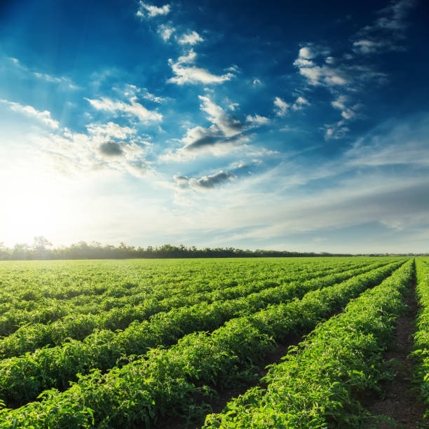 istock row with green tomatoes bushes and sunset in blue sky 926687182