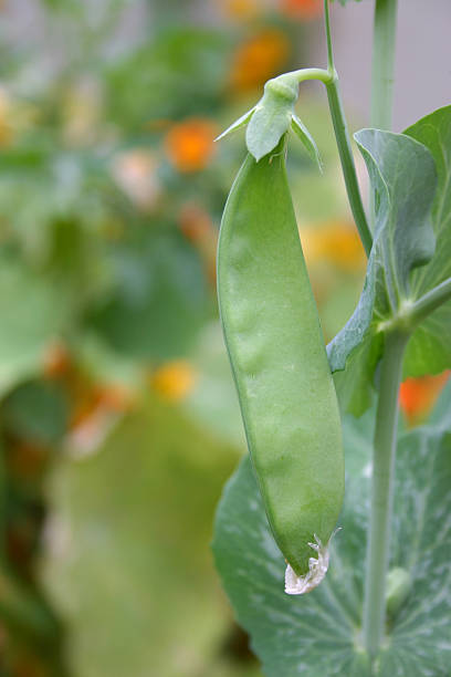 istock single green snow pea in the garden 92668758