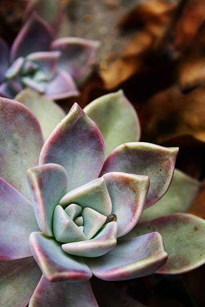istock grey and pink succulent plant close up 92668842