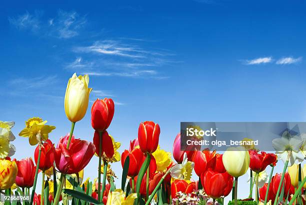 Várias Flores De Primavera Para O Céu Azul - Fotografias de stock e mais imagens de Tulipa - Tulipa, Campo agrícola, Narciso - Flor