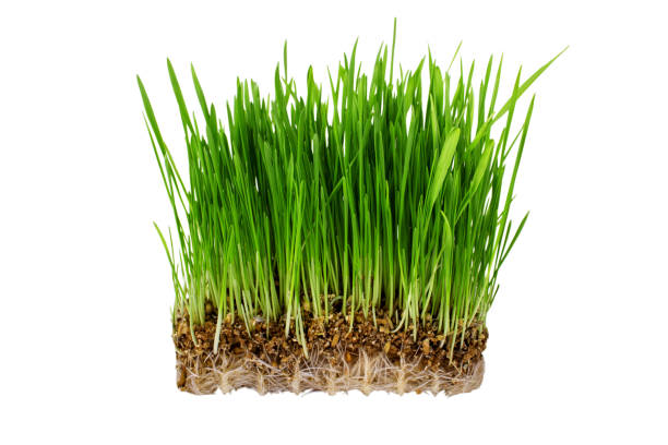 istock Germinated seeds of oat, green grass isolated on white background 926689784