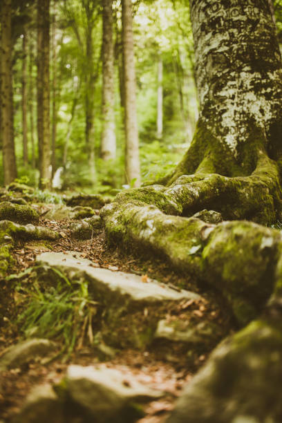 istock Roots and moss details in the woods 926689980
