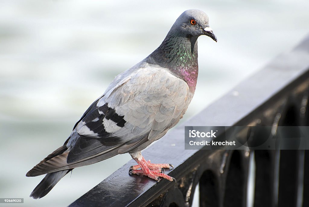 pigeon  Animal Stock Photo