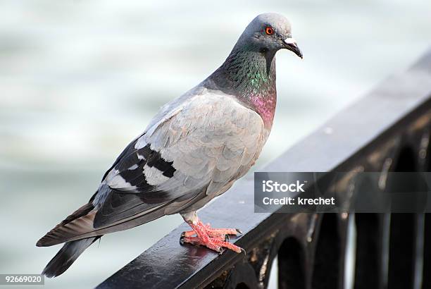 Pigeon Stock Photo - Download Image Now - Animal, Animals In The Wild, Bird