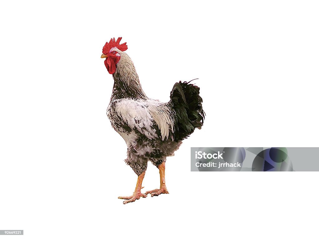 Macho de pollo - Foto de stock de Color - Tipo de imagen libre de derechos