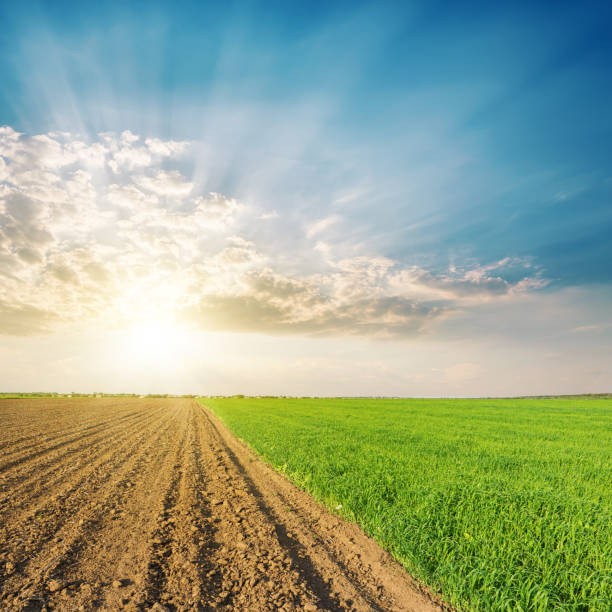 istock green and black agriculture fields and sunset in clouds 926692826