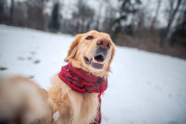 istock Cute dog taking a selfie 926696308