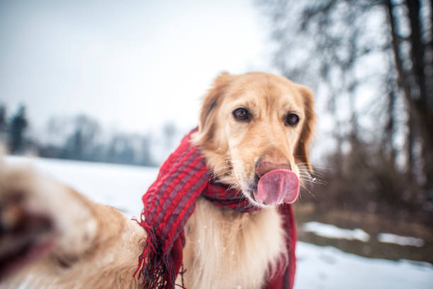 istock Cute dog taking a selfie 926696336