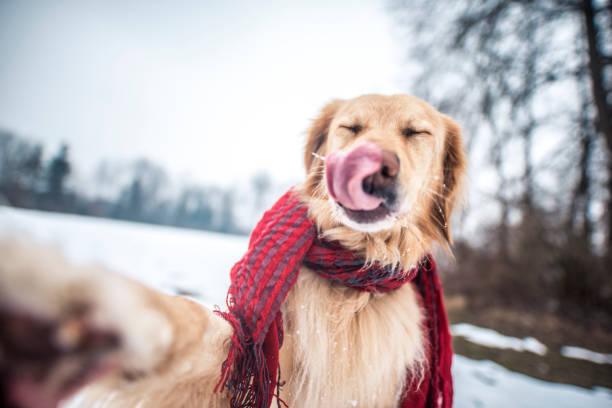 istock Cute dog taking a selfie 926696346