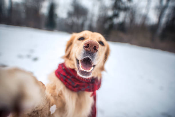 istock Cute dog taking a selfie 926696348