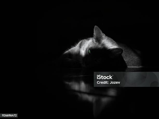 Pantera Gris Foto de stock y más banco de imágenes de Leopardo - Leopardo, Reflejo - Efecto de luz, Animal - iStock Pantera Gris Foto de stock y más banco de imágenes de Leopardo - Leopardo, Reflejo - Efecto de luz, Animal - iStock