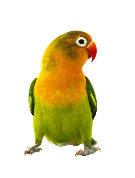istock fischeri lovebird parrot 926697150