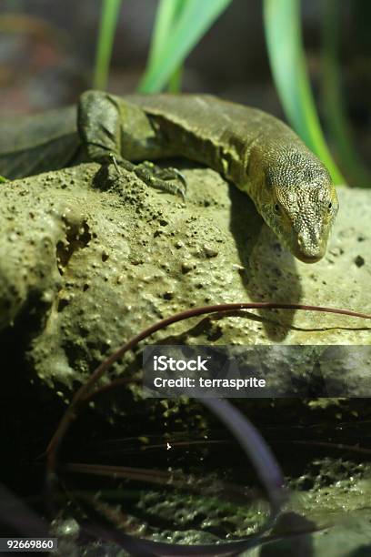 Photo libre de droit de Tiny Lézard banque d'images et plus d'images libres de droit de Animal à sang froid - Animal à sang froid, Antique, Couleur verte