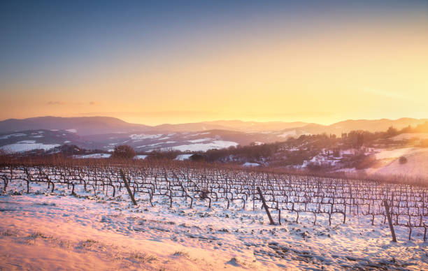 rangées de vignes recouverts de neige en hiver au coucher du soleil. chianti, sienne, italie - chianti region photos et images de collection