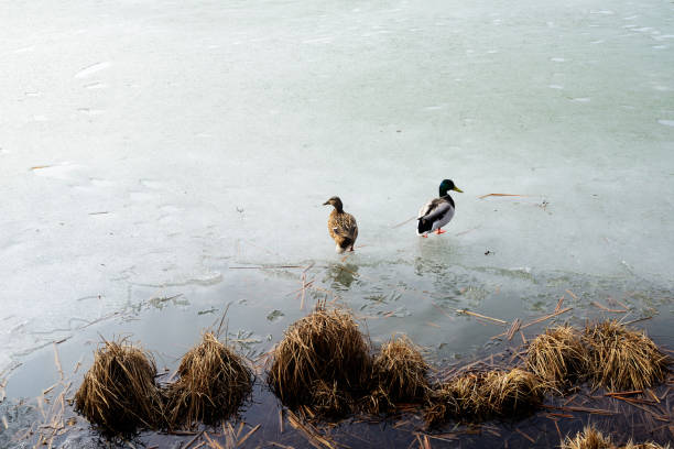 two ducks on the ice of a frozen lake