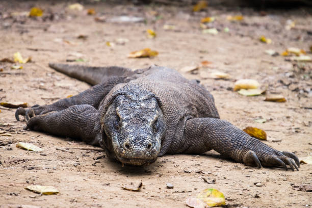 istock Komodo Dragon in Komodo Island Indonesia 926701262