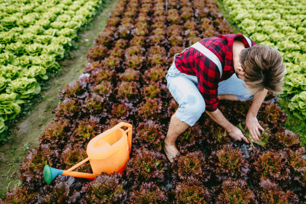 istock Farmer watering greenhouse 926704774