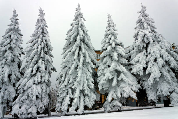 New Year card with Christmas trees