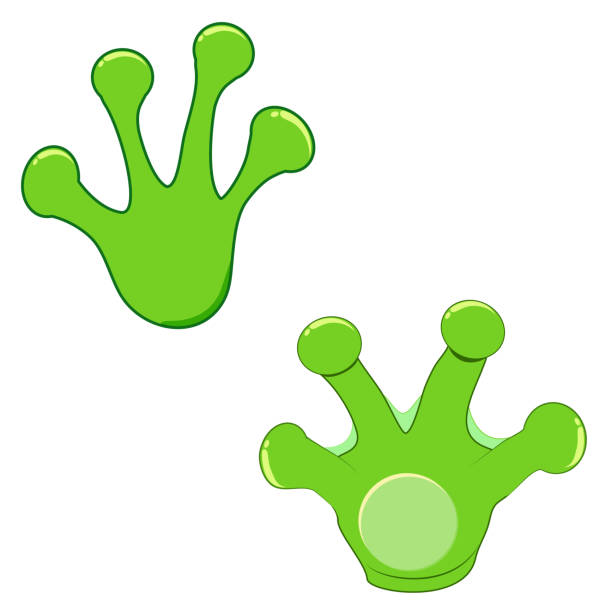 1,000+ Frog Feet Stock Illustrations, RoyaltyFree Vector Graphics