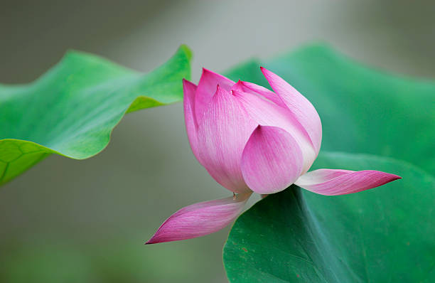 Lotus - Photo