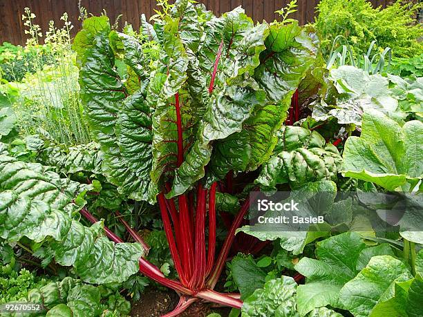 Fresh Mangold Stock Photo - Download Image Now - Agriculture, Beet, Boiled