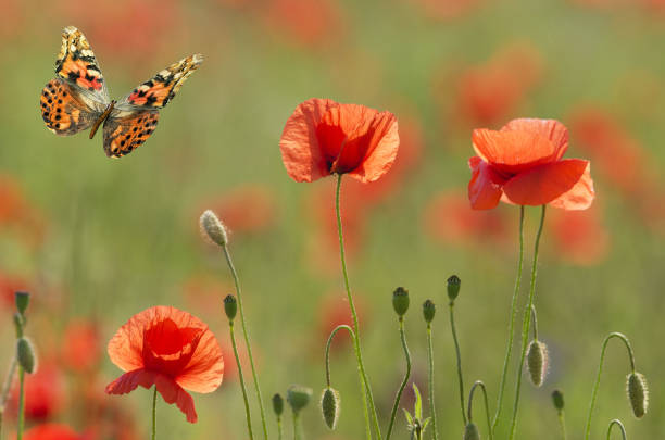 poppies and butterfly