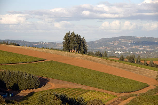 istock Autumn sunset over Oregon vineyards 92670892
