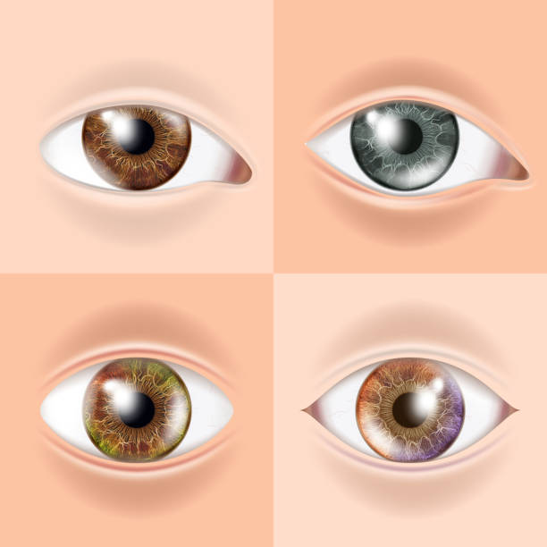 istock Human Eye Set Vector. Vision Concept. Medical Eye Diagnostic. Sight, Eyesight. Organ Test. Body Care. Realistic Detail Illustration 926709658