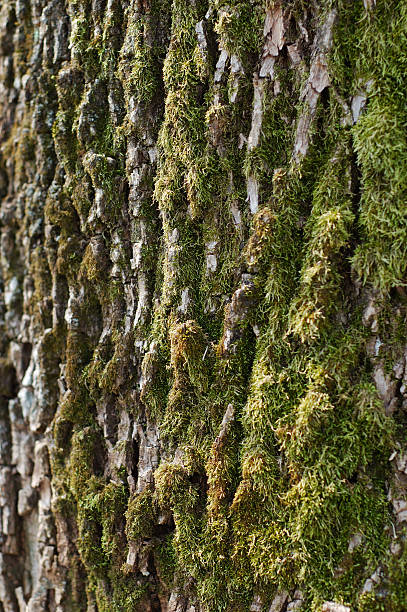 Tree bark, moss stock photo