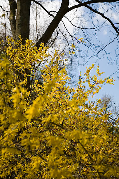 Springtime at Keukenhof stock photo