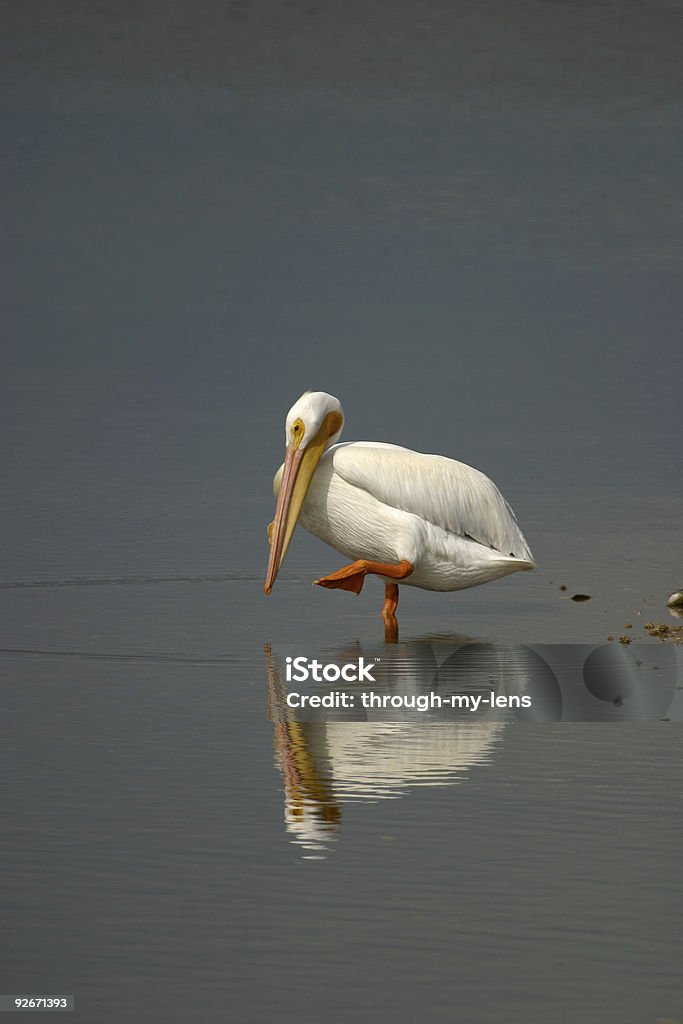 Pelícano blanco de agua - Foto de stock de Azul libre de derechos