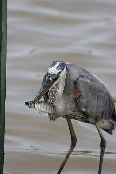 istock Great blue Heron fishing 92671419
