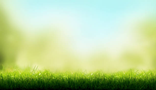 blades of green grass with a blurred sky blue and green garden foliage background. - sky grass green blue imagens e fotografias de stock