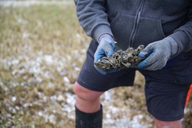 istock Fisherman Hands Holding South Carolina Atlantic Coastal Oysters 926715302